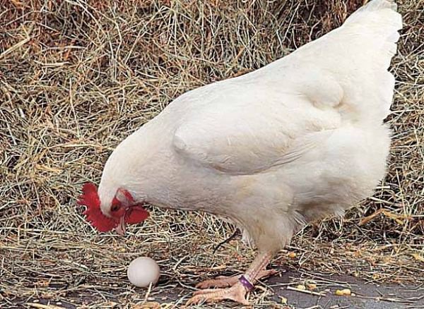 Formation de la coquille d’oeuf de les poules pondeuses