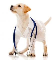 Les allergies du chien