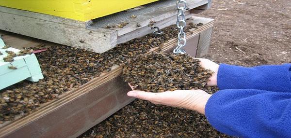 37 millions d’abeilles retrouvées mortes au Canada