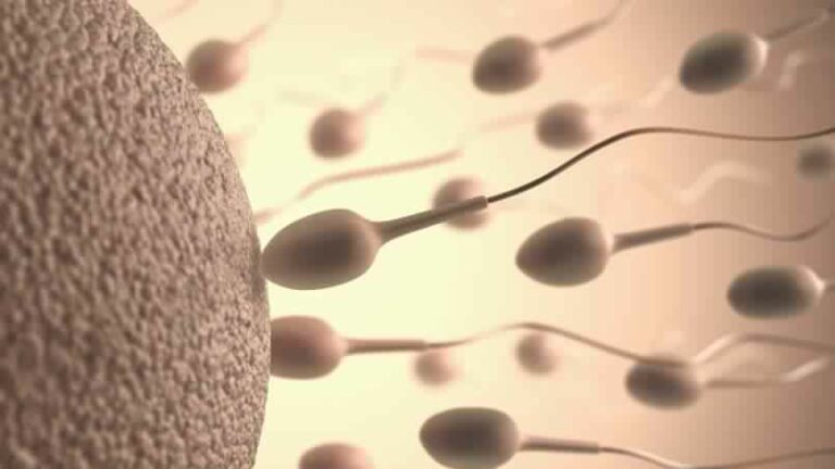 Infertilité : des chercheurs français créent des spermatozoïdes in vitro