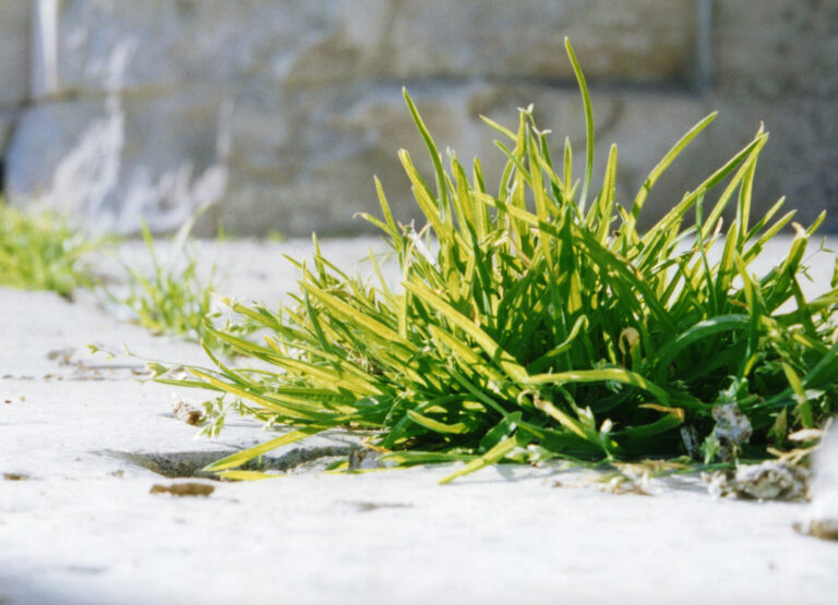 Comment vous pouvez vous débarrasser des mauvaises herbes