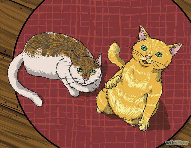 dialoguer avec son chat