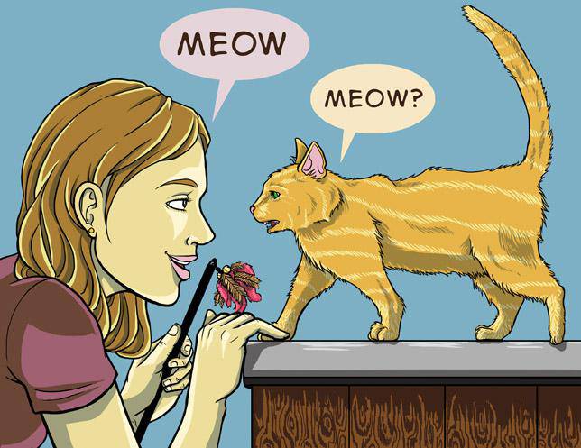 dialoguer avec son chat