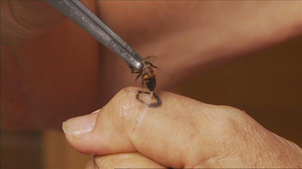 Les trésors de l’apithérapie : soigner grâce aux abeilles