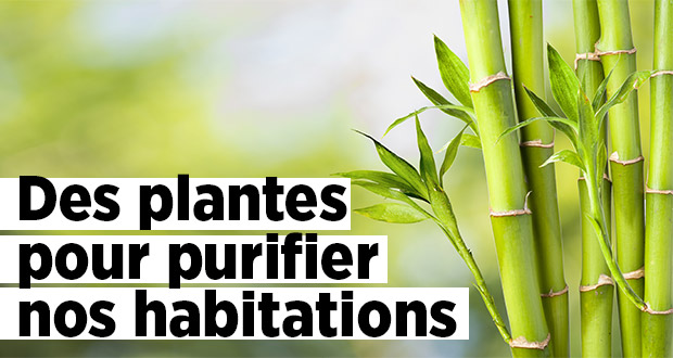 Des plantes pour purifier nos habitations