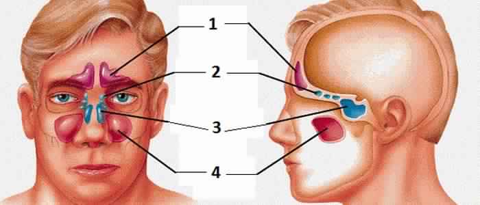 Mettre un terme à l’infection du sinus avec ces 4 remèdes de Grand-Mère