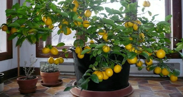 Comment cultiver un citronnier dans votre cuisine
