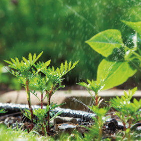 Adapter la taille des végétaux à la taille du jardin<br />F. Marre - Rustica – Jardin de Maizicourt