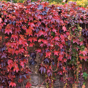 Cacher un mur de jardin avec des végétaux<br />F. Marre - Rustica