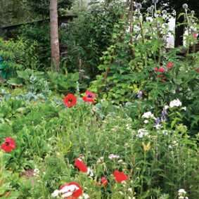 Du sauvage au jardin<br />F. Boucourt - Rustica
