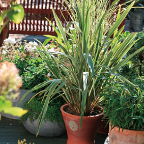Les avantages climatiques d'un jardin<br />F. Boucourt - Rustica