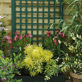 Organiser la succession des floraisons au jardin<br />F. Marre - Rustica