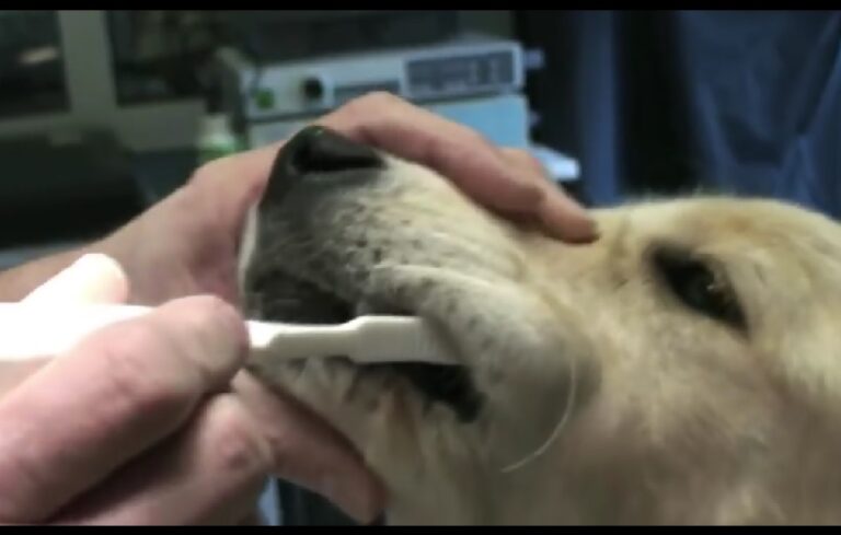 Voici Comment Nettoyer Les Dents De Votre Chien ?