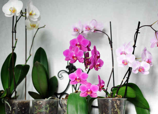 Pourquoi votre orchidée ne fleurit pas ?