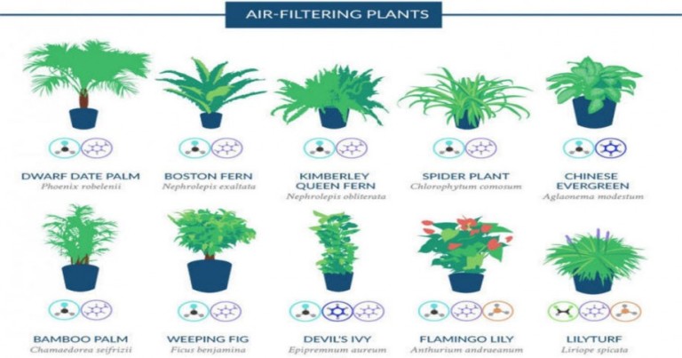 10 plantes pour purifier l’air dans votre maison! Recommandé par la NASA