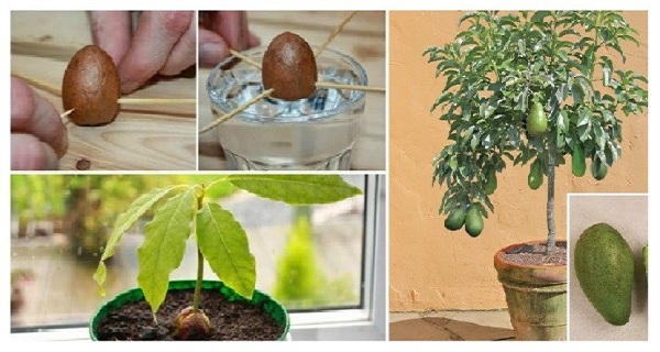 Comment faire pousser un avocat dans un petit pot de jardin !