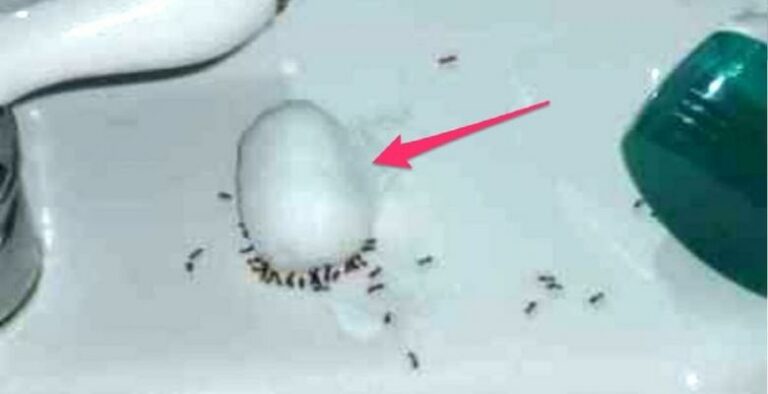 Une astuce pour se débarrasser des fourmis