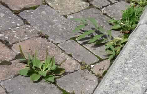 Comment se débarrasser de la mauvaise herbe naturellement