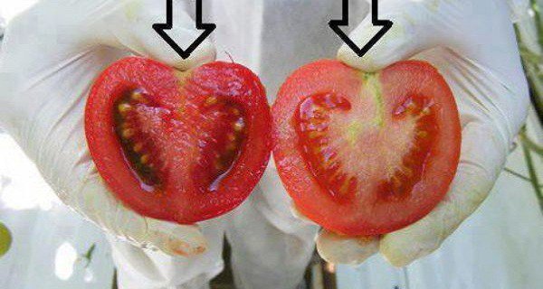 Voici comment identifier les Tomates génétiquement modifiées en 2 étapes…Important à savoir