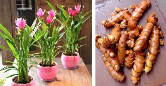Faire pousser votre propre curcuma à la maison en 3 étapes, c’est facile !