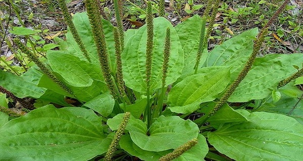 Ne tuez pas cette plante ! C’est l’une des meilleures herbes de guérison que vous pouvez avoir chez vous