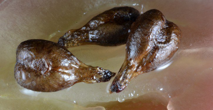 Les bienfaits des pépins de raisin : une arme naturelle contre le cancer et l’inflammation