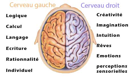 Vous êtes cerveau droit ou cerveau gauche ?