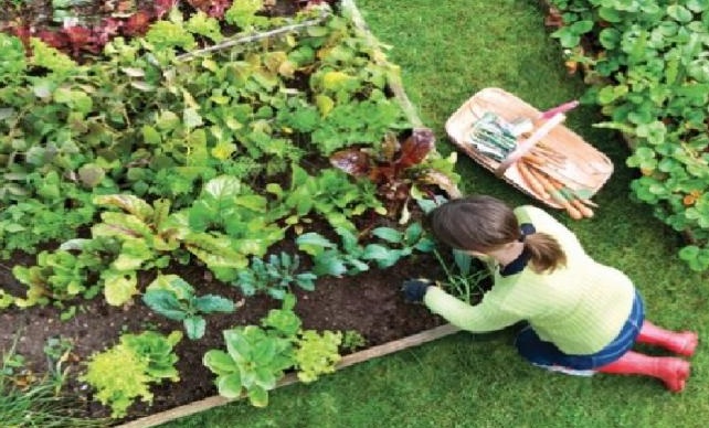 Fertilisez votre jardin sans compost ni produits chimiques avec 3 choses