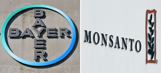 Le groupe allemand Bayer rachète le géant des semences OGM Monsanto