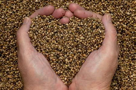 Ces aliments qui contiennent plus de fer que la viande rouge