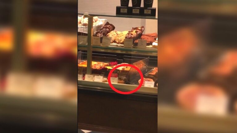 Paris : Des souris se promènent dans la vitrine d’une boulangerie PAUL, Bon appétit !