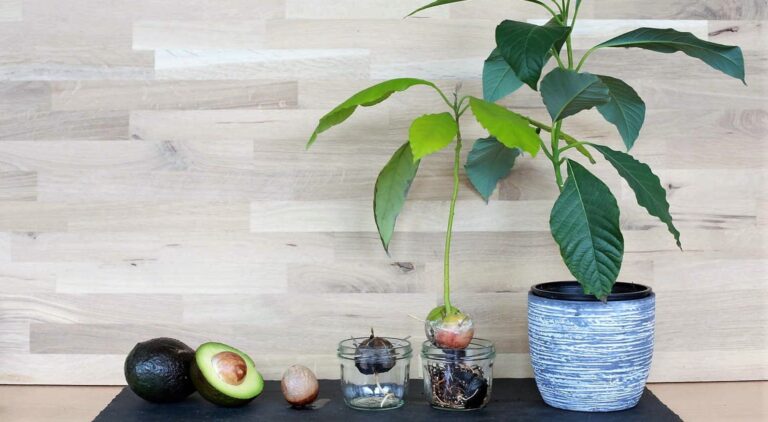 Comment faire pousser un avocatier dans un petit pot à la maison ?