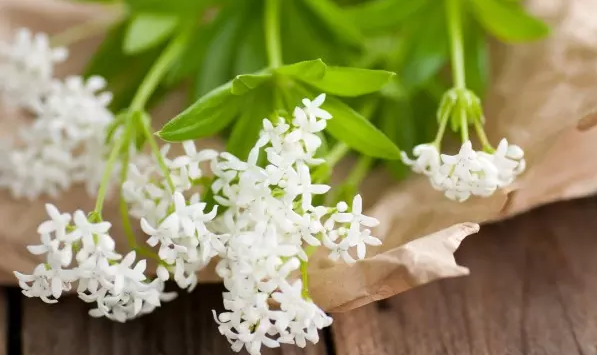 5 plantes à fleurs éclatantes pour les jardins d’ombre