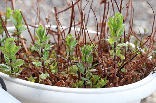 Comment faire pousser de la menthe à la maison ?