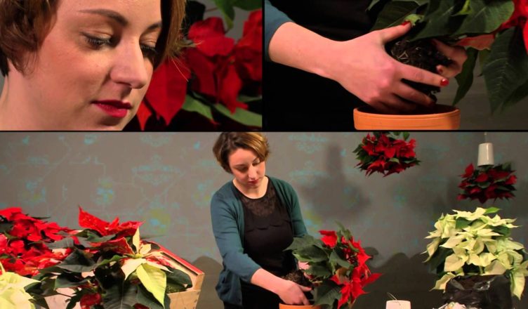 Des idées de décoration pour la maison : Jardin mural de poinsettias