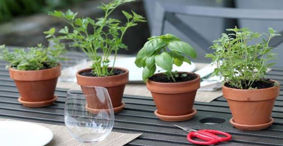 ? 4 plantes bénéfiques pour la mémoire, le bien-être et la santé cérébrale