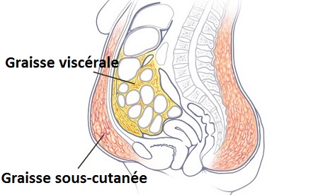 Un Remède Naturel pour Réduire la Graisse Viscérale