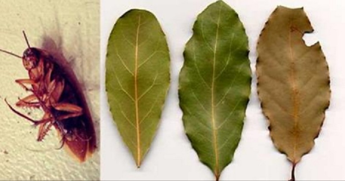 Placez quelques feuilles de cette plante dans tous les coins de votre maison et vous n’aurez plus jamais de cafards