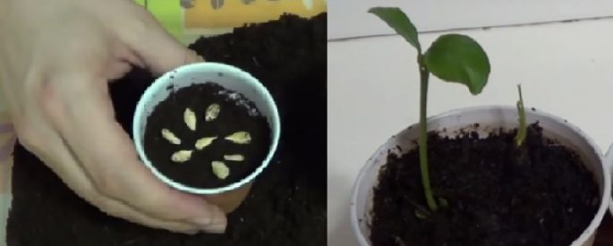 Voici comment planter les pépins de Citron pour donner naissance à un joli petit arbre