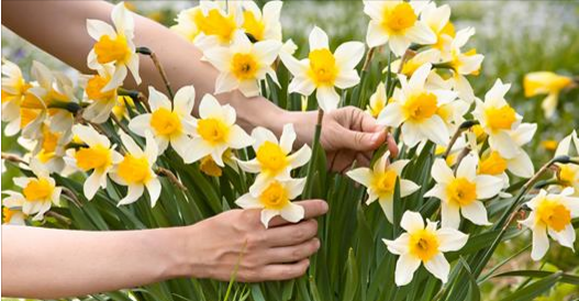 Comment avoir des narcisses dans son jardin