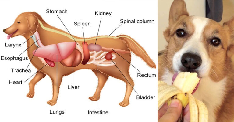 Aliments très toxiques pour votre chien et que vous consommez régulièrement