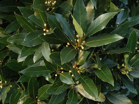 Feuilles de Laurier : Découvrez Comment Préparer une Huile Médicinale pour Soulager Maux de Tête, Varices et Douleurs Articulaires !