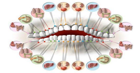 Chaque Dent Est-elle Liée à un Organe ? Ce Que Disent les Théories et la Médecine Moderne ?