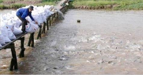 AVERTISSEMENT : Cultivé dans les bassins d’égouts, ne mangez Jamais ce type de Poisson !!