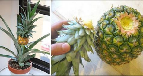 Comment faire pousser facilement une plante d’ananas à la maison