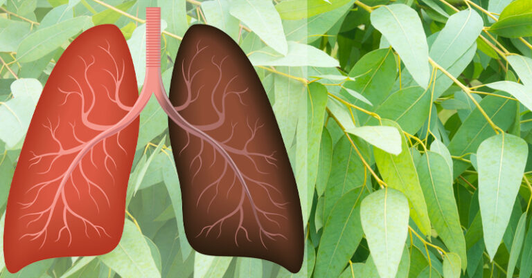 5 plantes naturelles pour soutenir vos poumons et soulager la toux