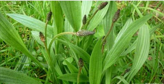 Ne tuez plus jamais cette plante! C’est l’une des meilleures plantes que vous pourriez souhaiter avoir dans votre jardin!