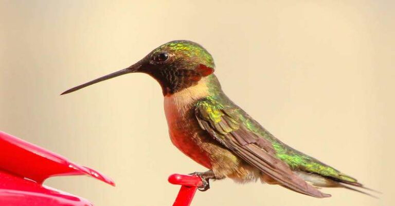 Vous êtes peut être en train de tuer l’espèce des colibris avec Ceci ! Voici comment les sauver …