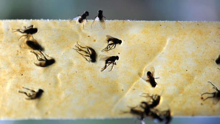 3 solutions naturelles pour se débarrasser des mouches  à moindre coût