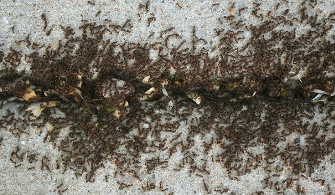 Vaporiser ce mélange simple et vous ne verrez jamais de fourmis dans votre maison !